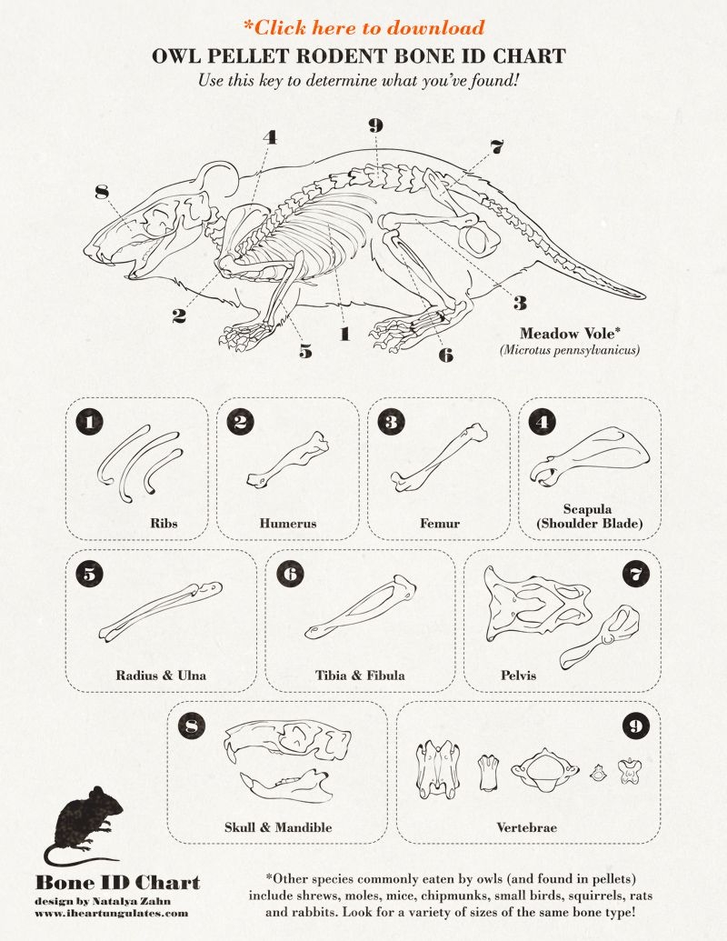 10 Owl Pellets Ideas Owl Pellets Owl Pellet