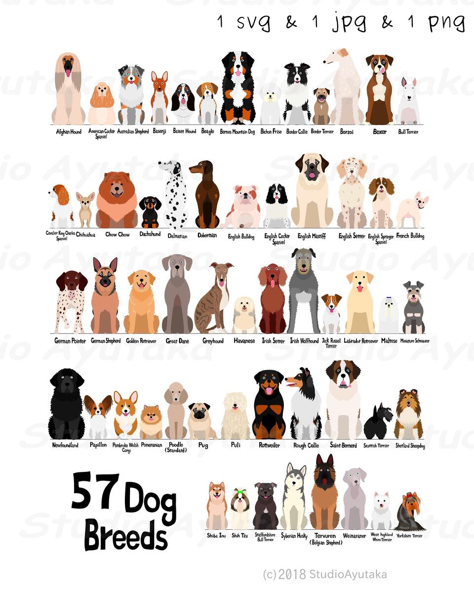 Dog Breed Illustration Art Print Dog Varieties Wall Chart Etsy Denmark