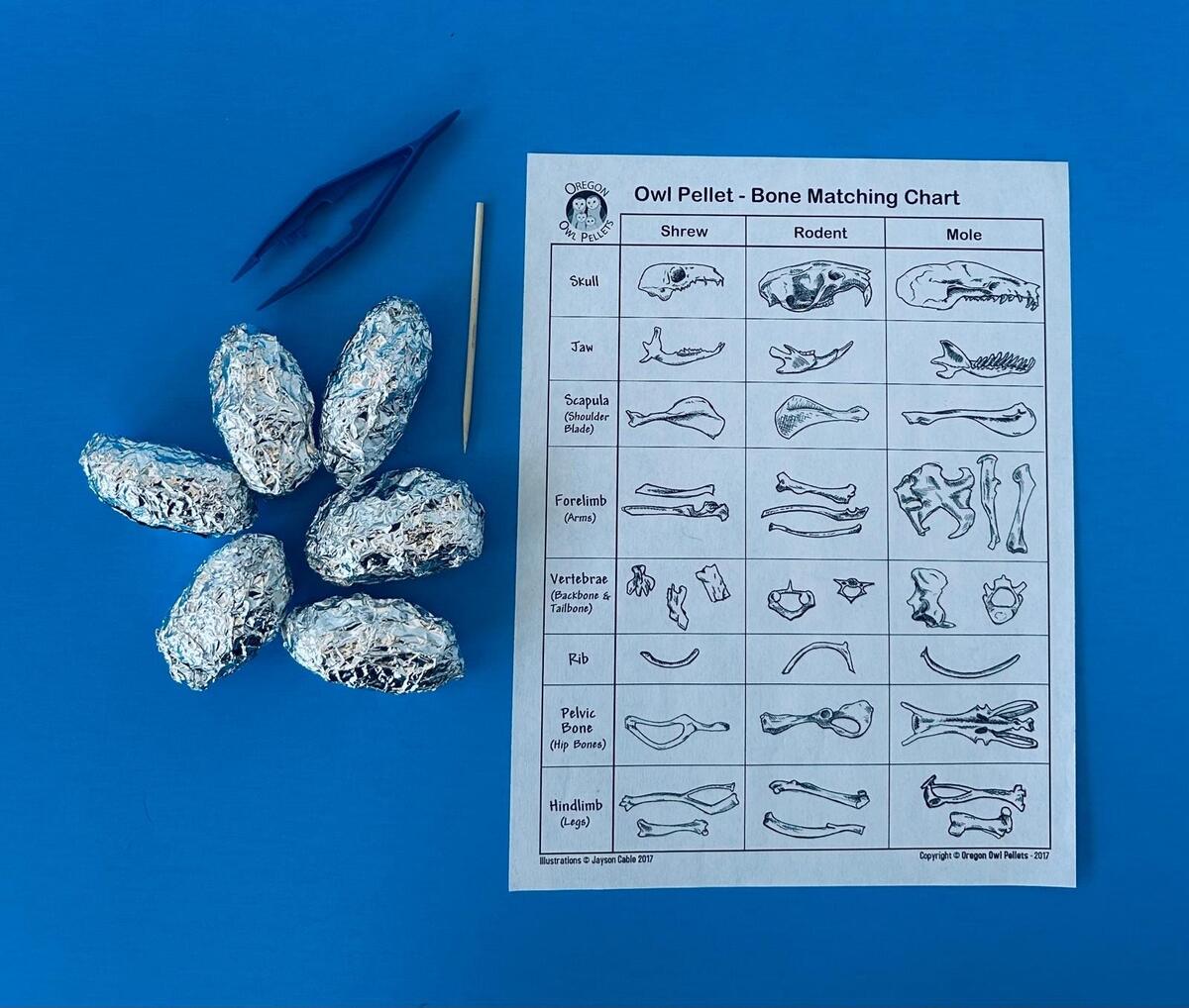 6 Large Owl Pellet Pack 2 Inch Etsy