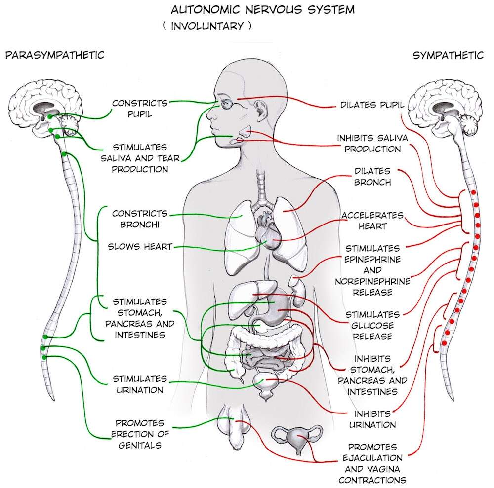 Acc The Autonomic Nervous System Anatomical Chart Printable The Autonomic Nervous System Anatomical Chart Anatomy Body Parts Acc The Autonomic Nervous System Anatomical Chart Printable The Autonomic Nervous System Anatomical Chart Anatomy Body Parts