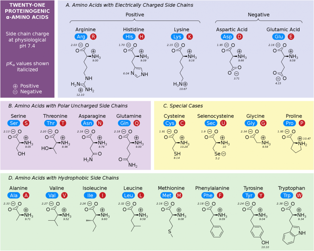 Amino Acid Chart ChemTalk
