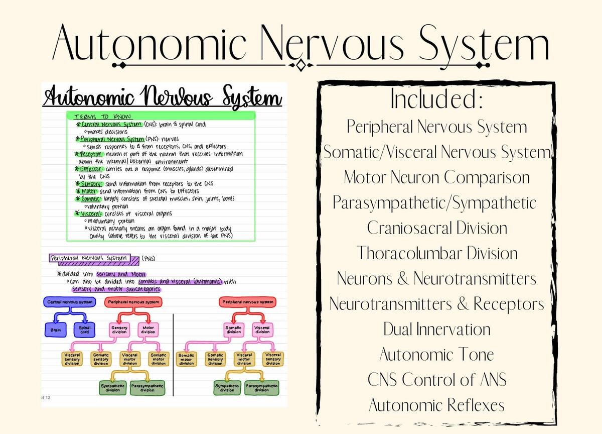 Autonomic Nervous System ANS Etsy Autonomic Nervous System ANS Etsy