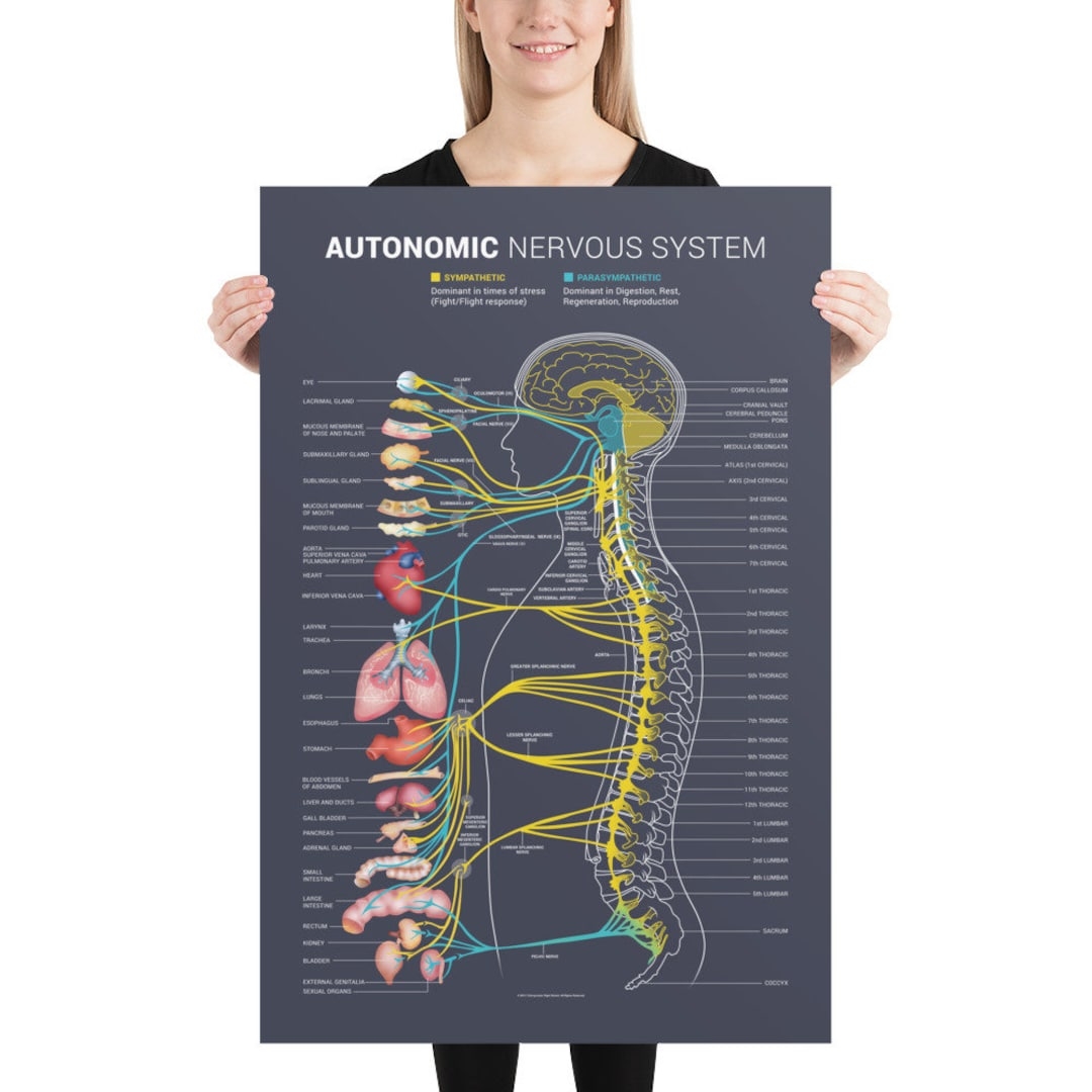 Autonomic Nervous System Chart Etsy Autonomic Nervous System Chart Etsy