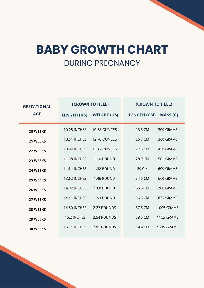 Baby Growth Chart During Pregnancy In PDF Download Template Baby Growth Chart During Pregnancy In PDF Download Template