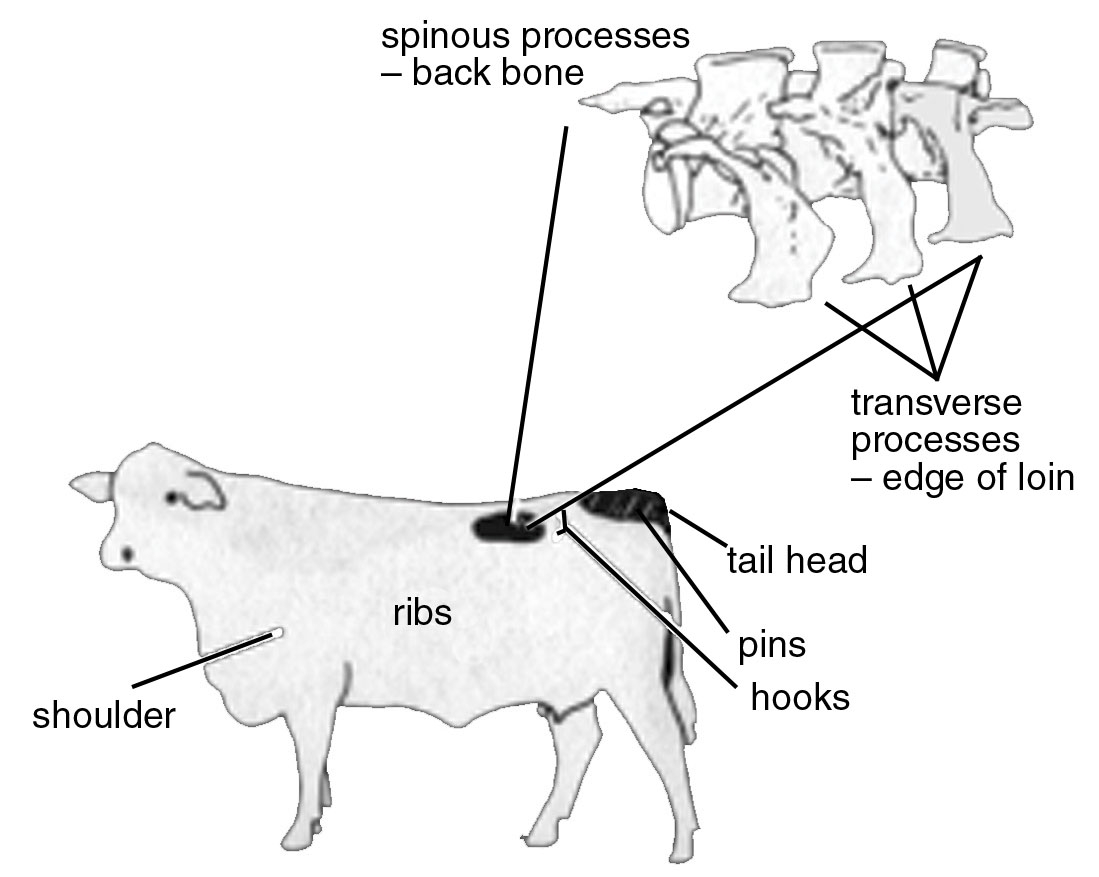 Body Condition Scoring Of Cows Oklahoma State University