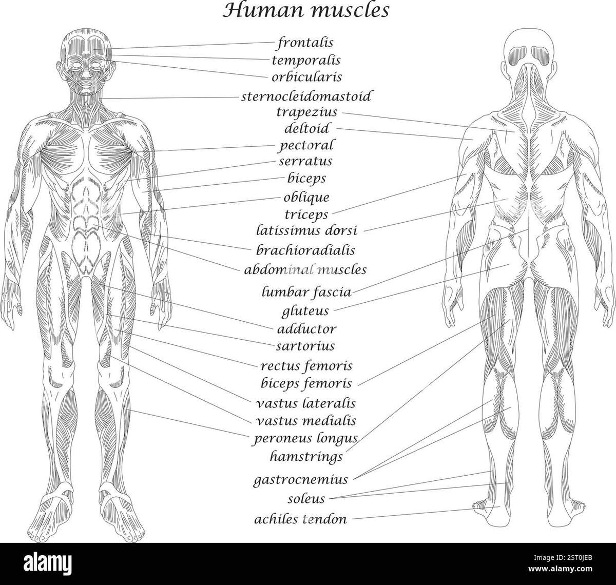 Body Muscles Cut Out Stock Images Pictures Alamy Body Muscles Cut Out Stock Images Pictures Alamy