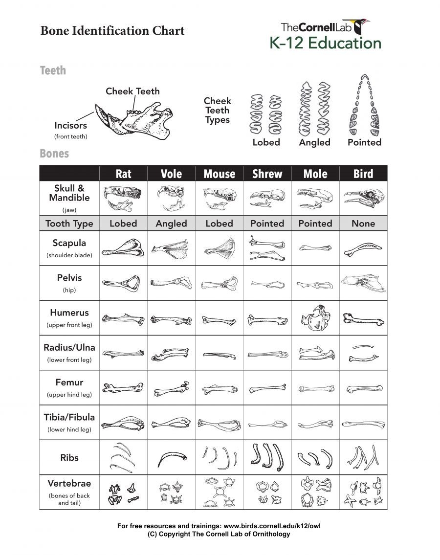 MansionSchools Owl Pellet Bone Sorting Charts Pack Of 15 Learning Science