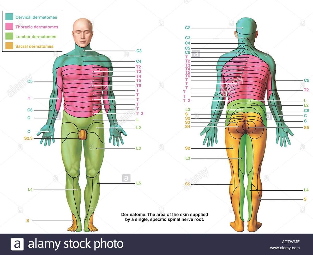 Chapter 13 The Spinal Cord