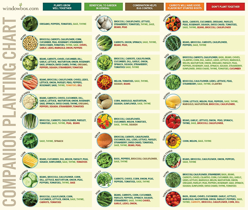 Collection Of Companion Planting Charts Guides And PDFs World Water Reserve