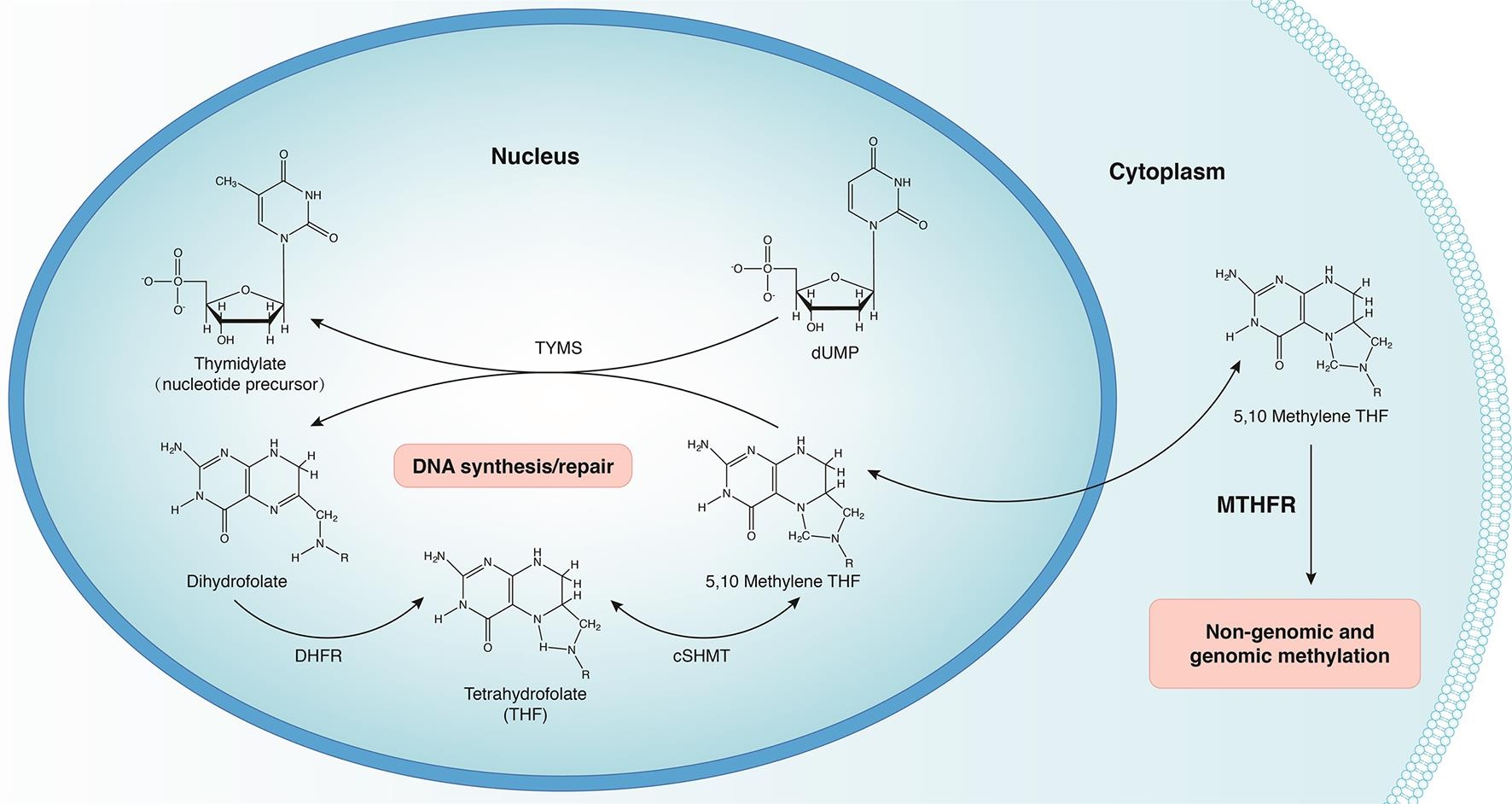 Converging Evolutionary Environmental And Clinical Ideas On Folate Metabolism