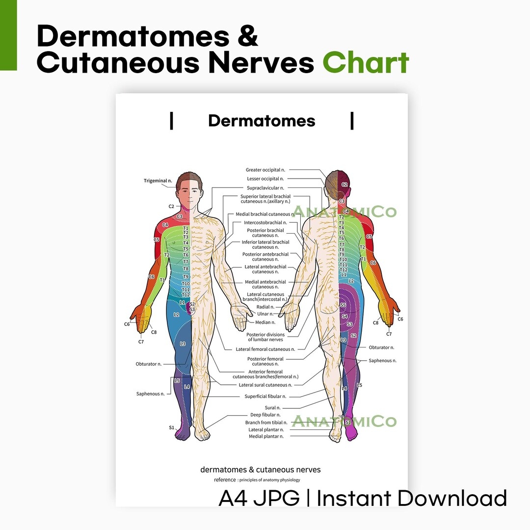 30 Free Printable Spinal Column Spinal Nerve Charts PDF