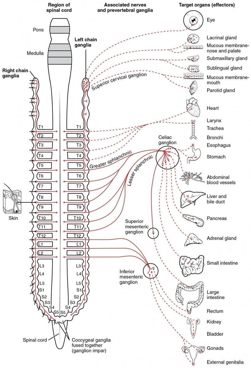Divisions Of The Autonomic Nervous System Anatomy And Physiology I Divisions Of The Autonomic Nervous System Anatomy And Physiology I