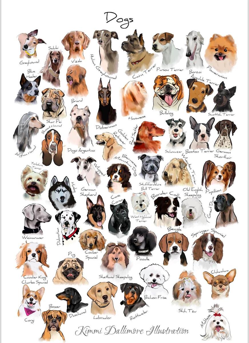 Dog Breed Illustration Art Print Dog Varieties Wall Chart Etsy Denmark