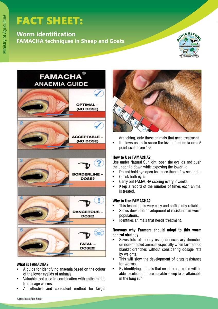 Fact Sheet On Worm Identification FAMACHA Techniques In Sheep And Goats