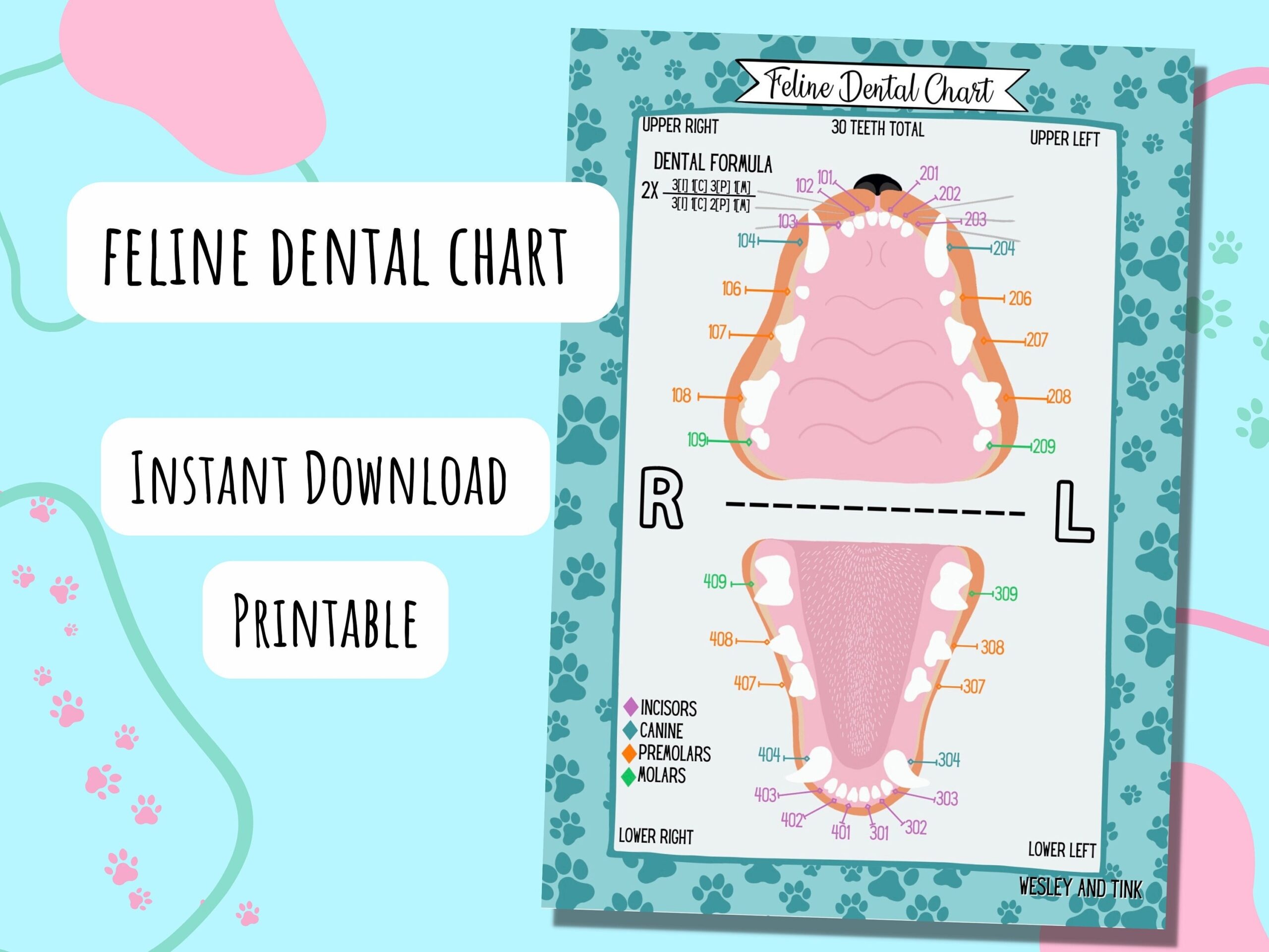 Feline Dental Chart DIGITAL DOWNLOAD Printable Poster Reference Card Study Vet Veterinary Etsy Feline Dental Chart DIGITAL DOWNLOAD Printable Poster Reference Card Study Vet Veterinary Etsy