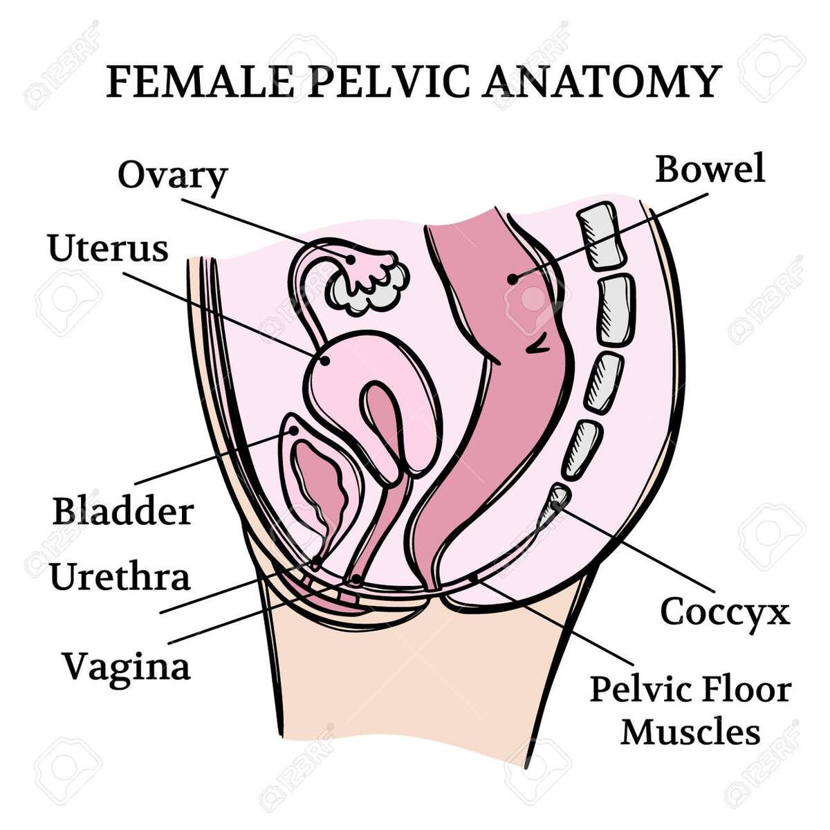 Female Reproductive System Healthdirect