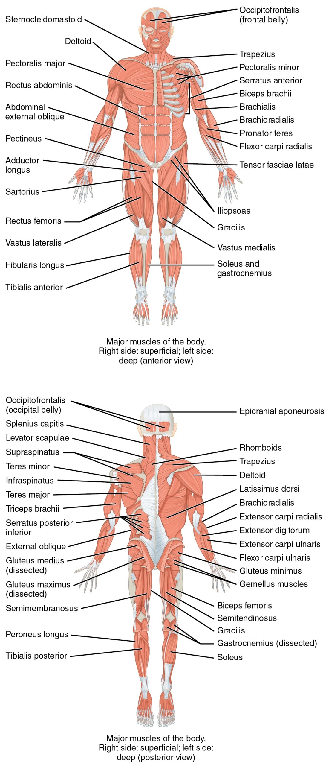 Muscular System Anatomy And Physiology Nurseslabs