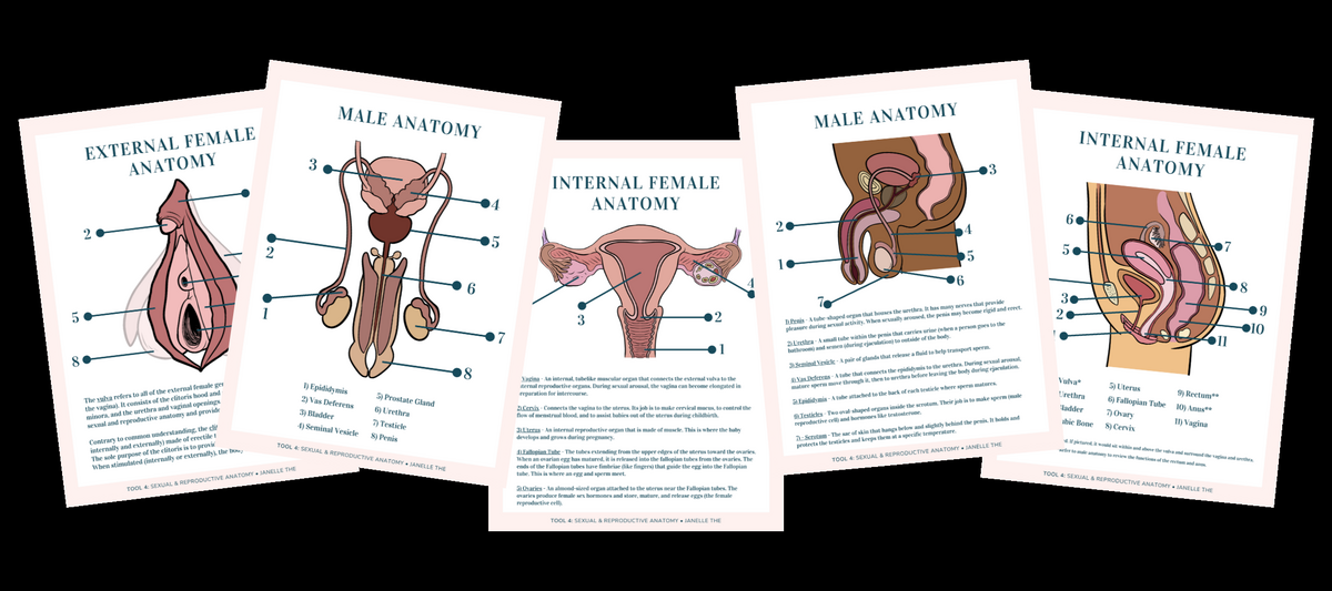 Free Sexual And Reproductive Anatomy Printable For Parents