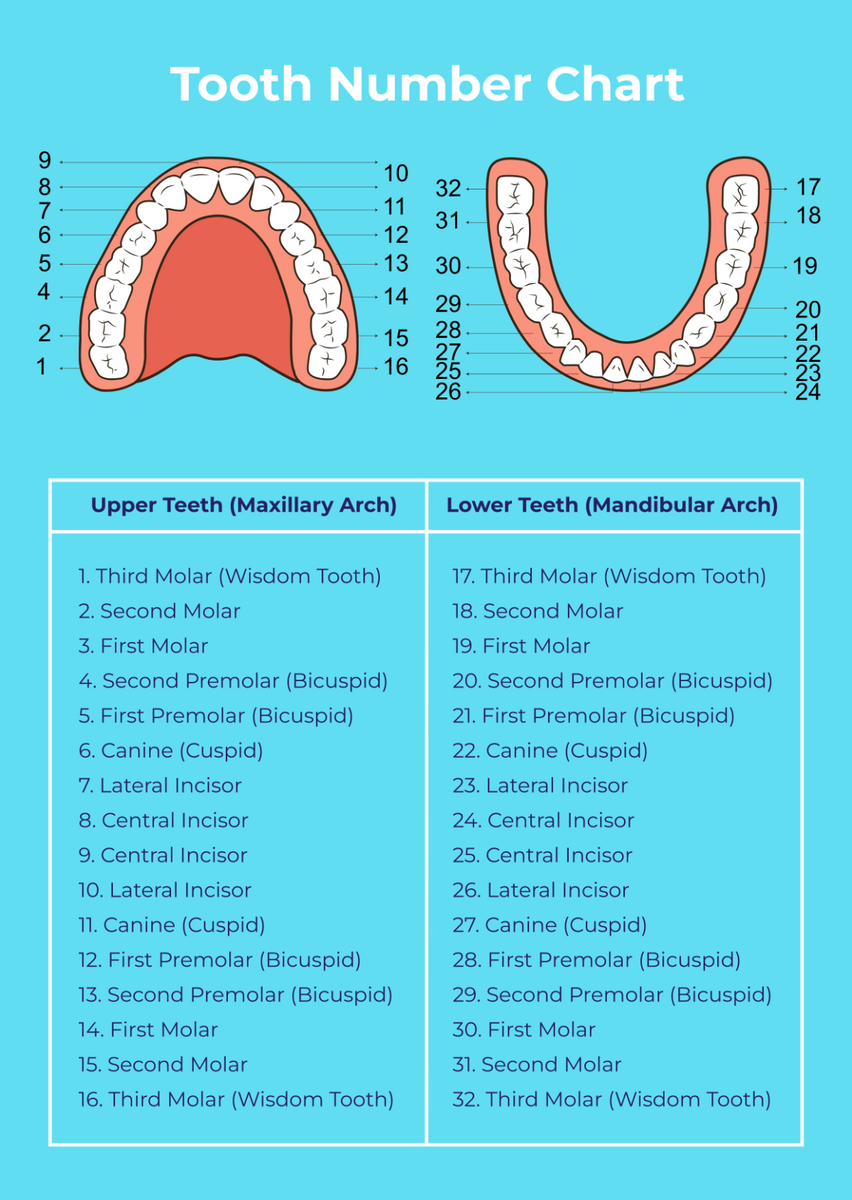 Tooth Numbers And Illustrations Pi Dental Center