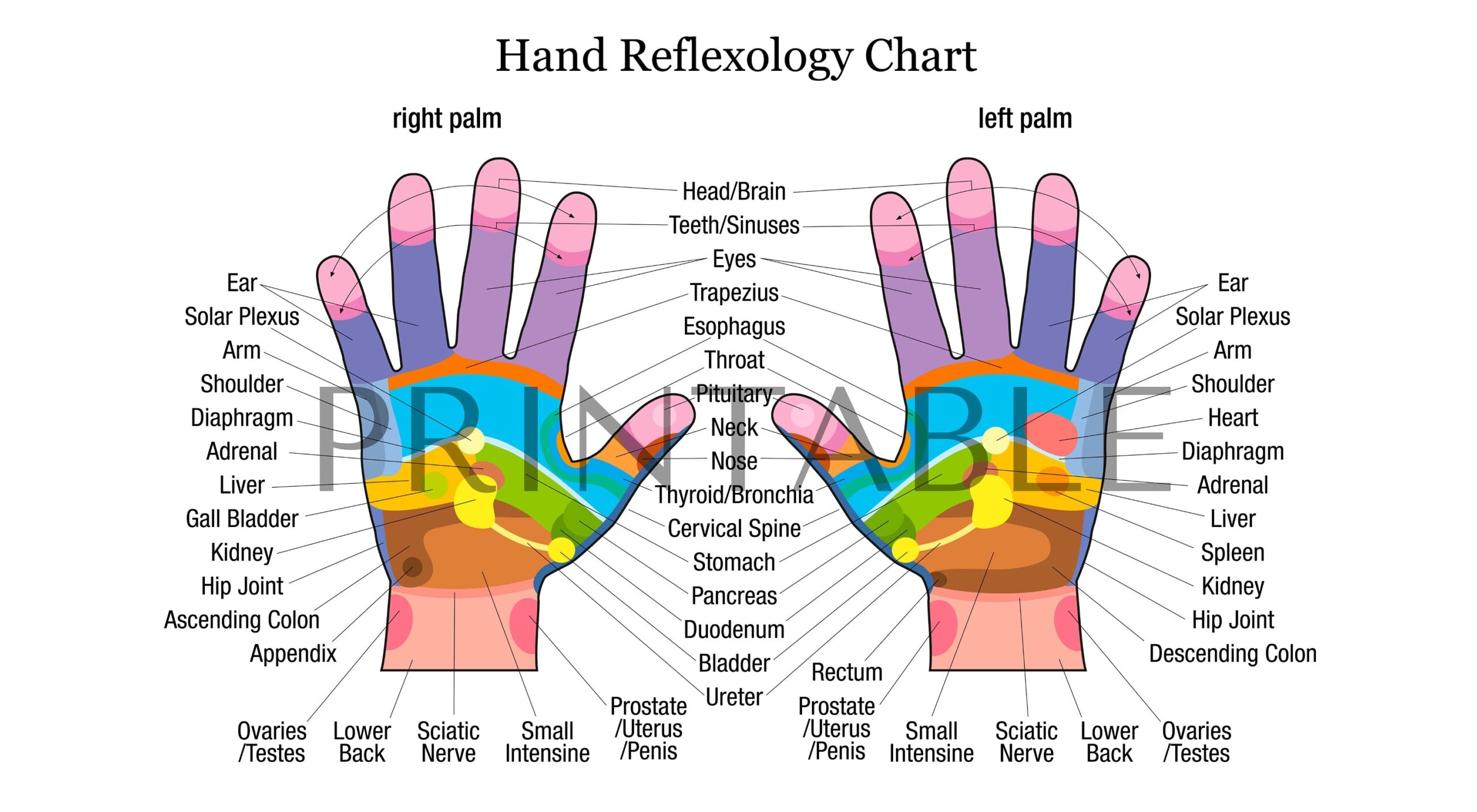 Hand Reflexology Chart Anatomy Poster Digital Download Etsy
