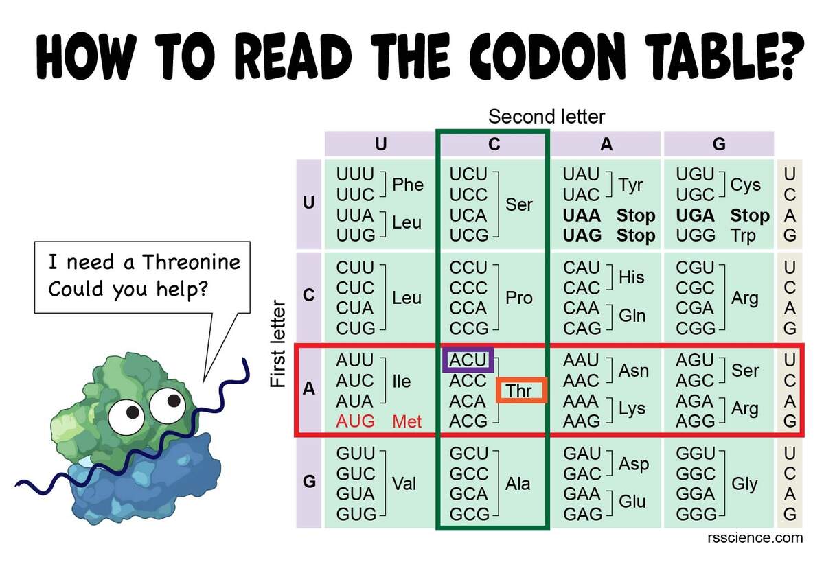How To Read The Amino Acids Codon Chart Genetic Code And MRNA Translation Rs Science
