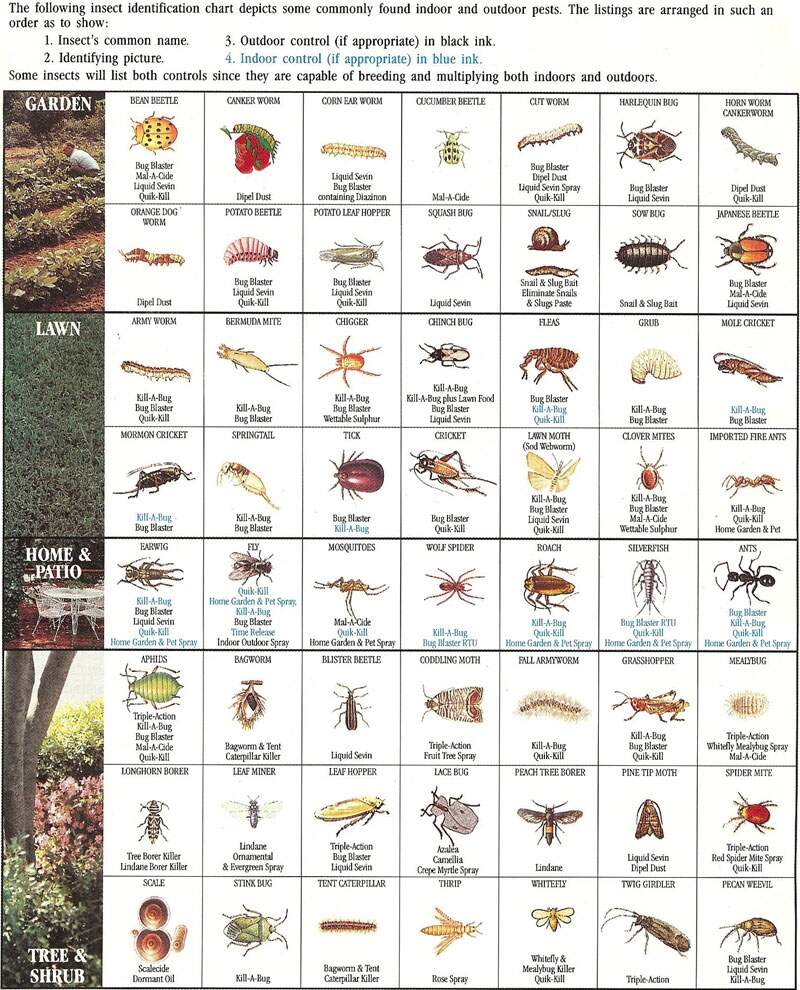 Mini Beast Insect Identification Sheets Guide Educate Outside Outdoor Lesson Ideas For Teachers