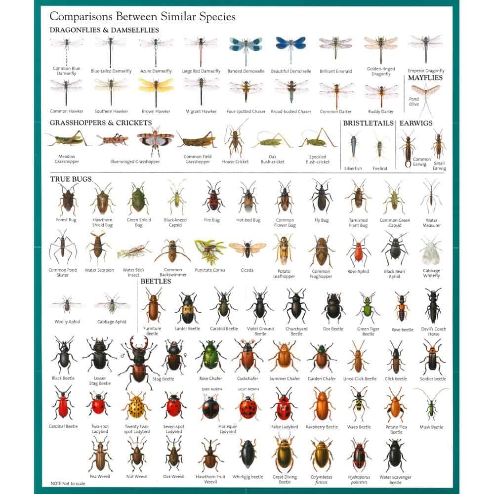 Insects Online Magazine And Teacher S Guide The Teachers Cafe