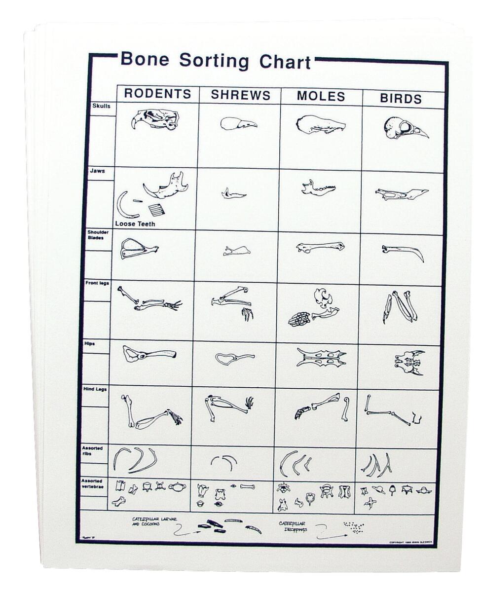 Owl Toys Owl Pellet Bone Chart Disect It