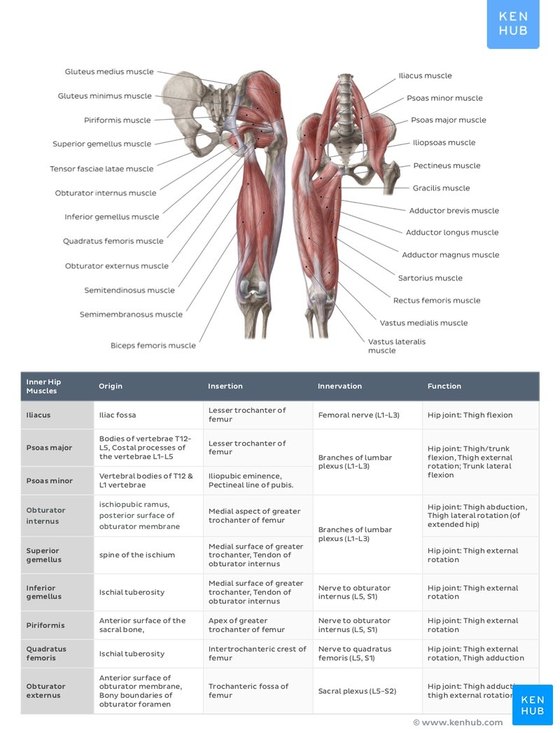 Muscle Anatomy Reference Charts Free PDF Download Kenhub Body Muscles Cut Out Stock Images Pictures Alamy
