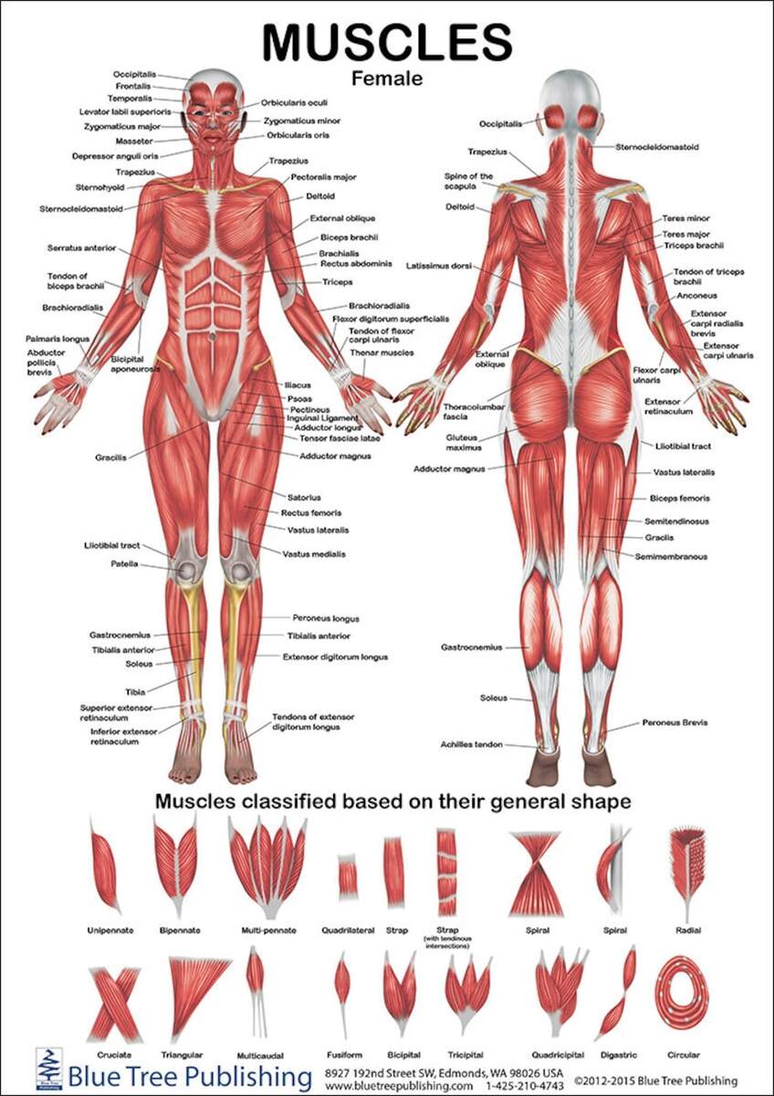 Muscles Female And Male Two View Anatomical Chart Etsy Singapore Muscles Female And Male Two View Anatomical Chart Etsy Singapore