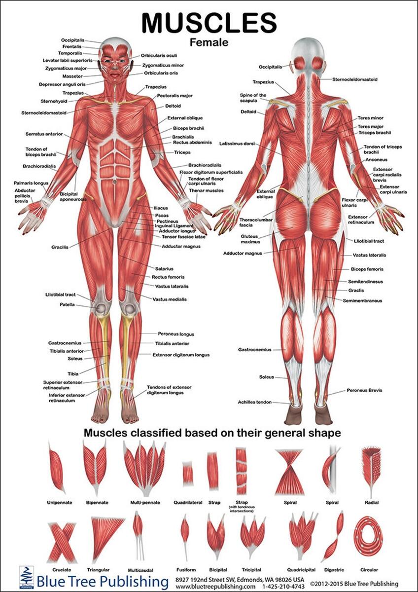 Muscles Female And Male Two View Anatomical Chart Etsy Singapore Muscles Female And Male Two View Anatomical Chart Etsy Singapore