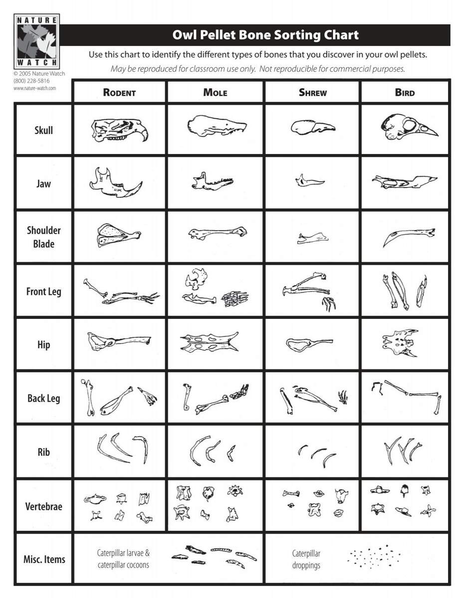 Owl Pellet Bone Sorting Chart Indd