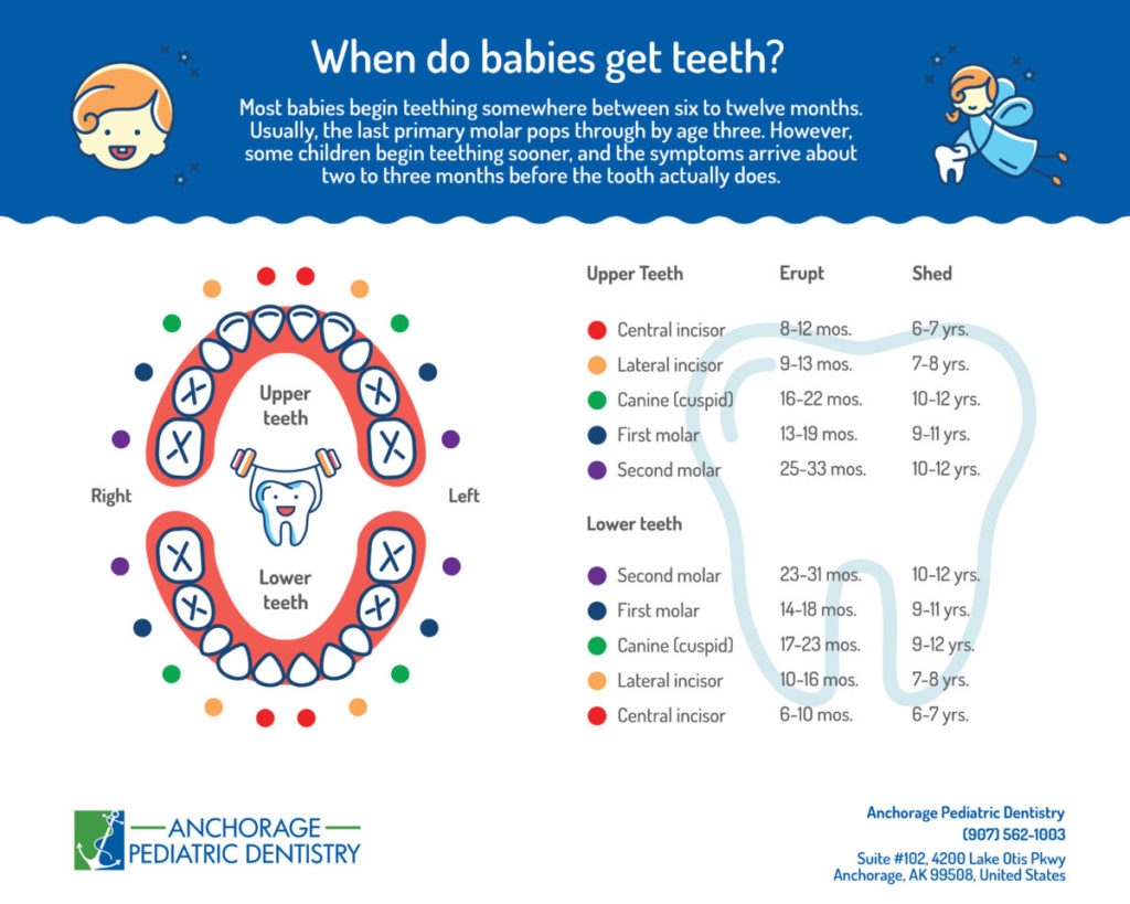 Printable Baby Teething Chart 6 12 Months Until 3 Years Old Baby Teeth Chart To Print Kids Activities Blog