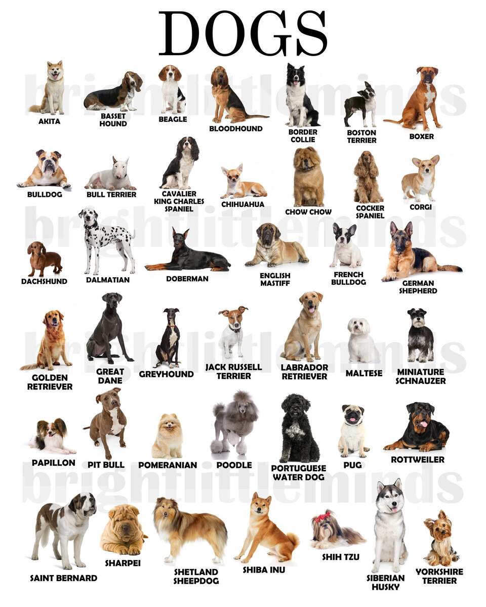 Printed And Framed Dog Breeds Poster Montessori Etsy