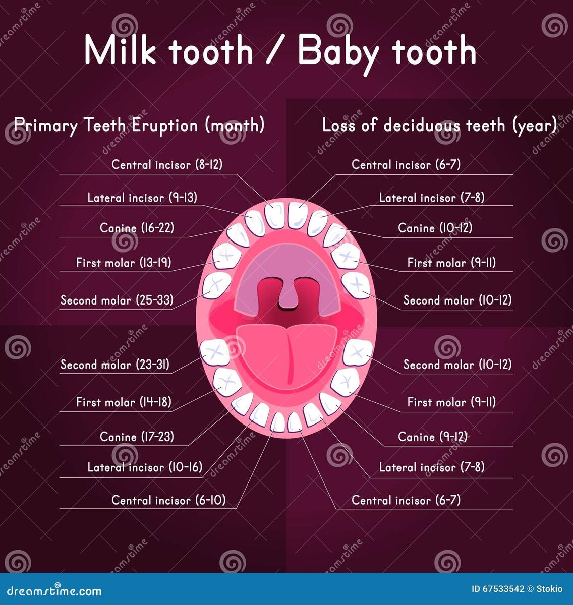 Teeth Chart Stock Illustrations 1 537 Teeth Chart Stock Illustrations Vectors Clipart Dreamstime