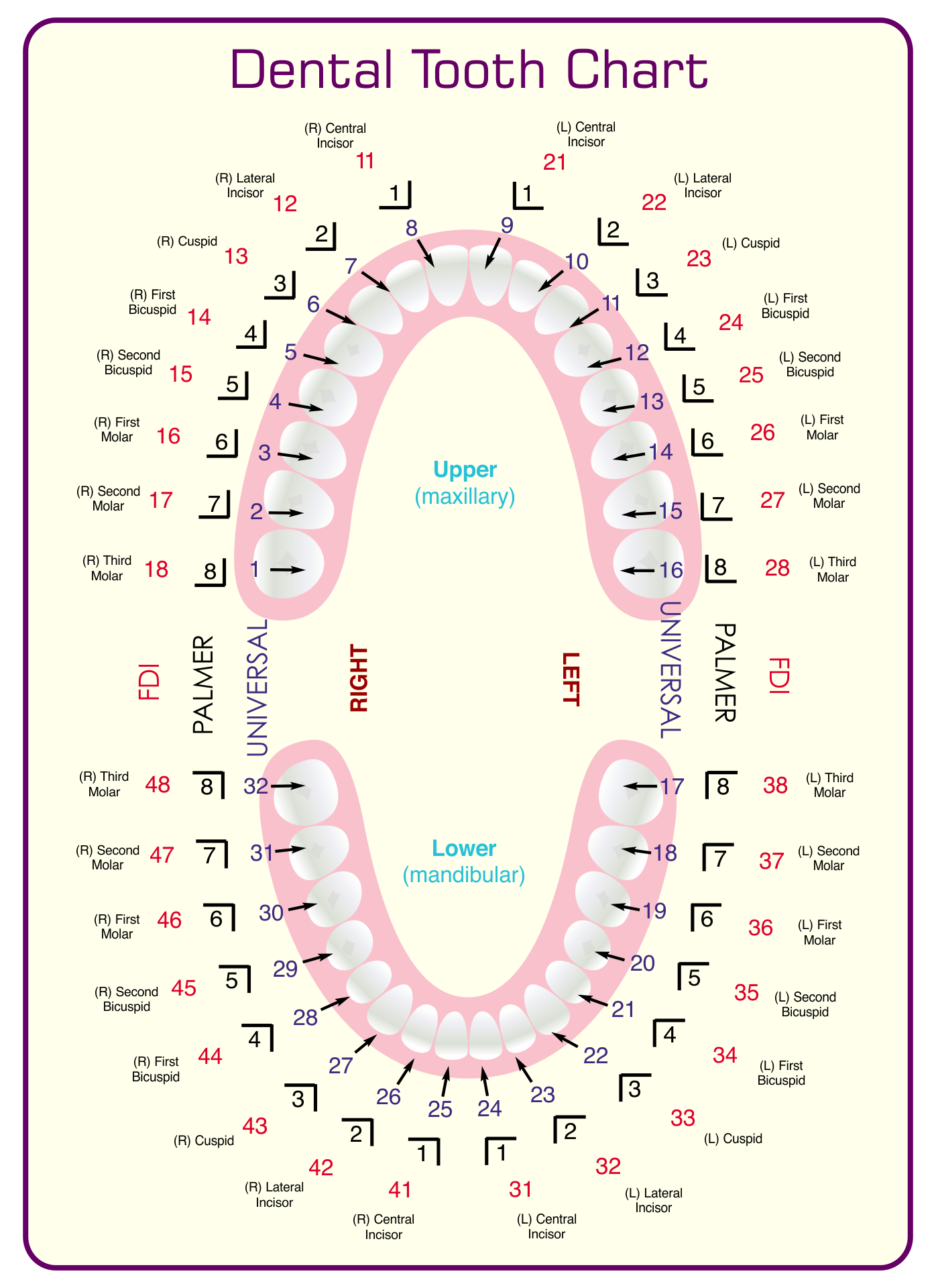 Tooth Chart Full Sheet 15 Free PDF Printables Printablee Tooth Chart Full Sheet 15 Free PDF Printables Printablee