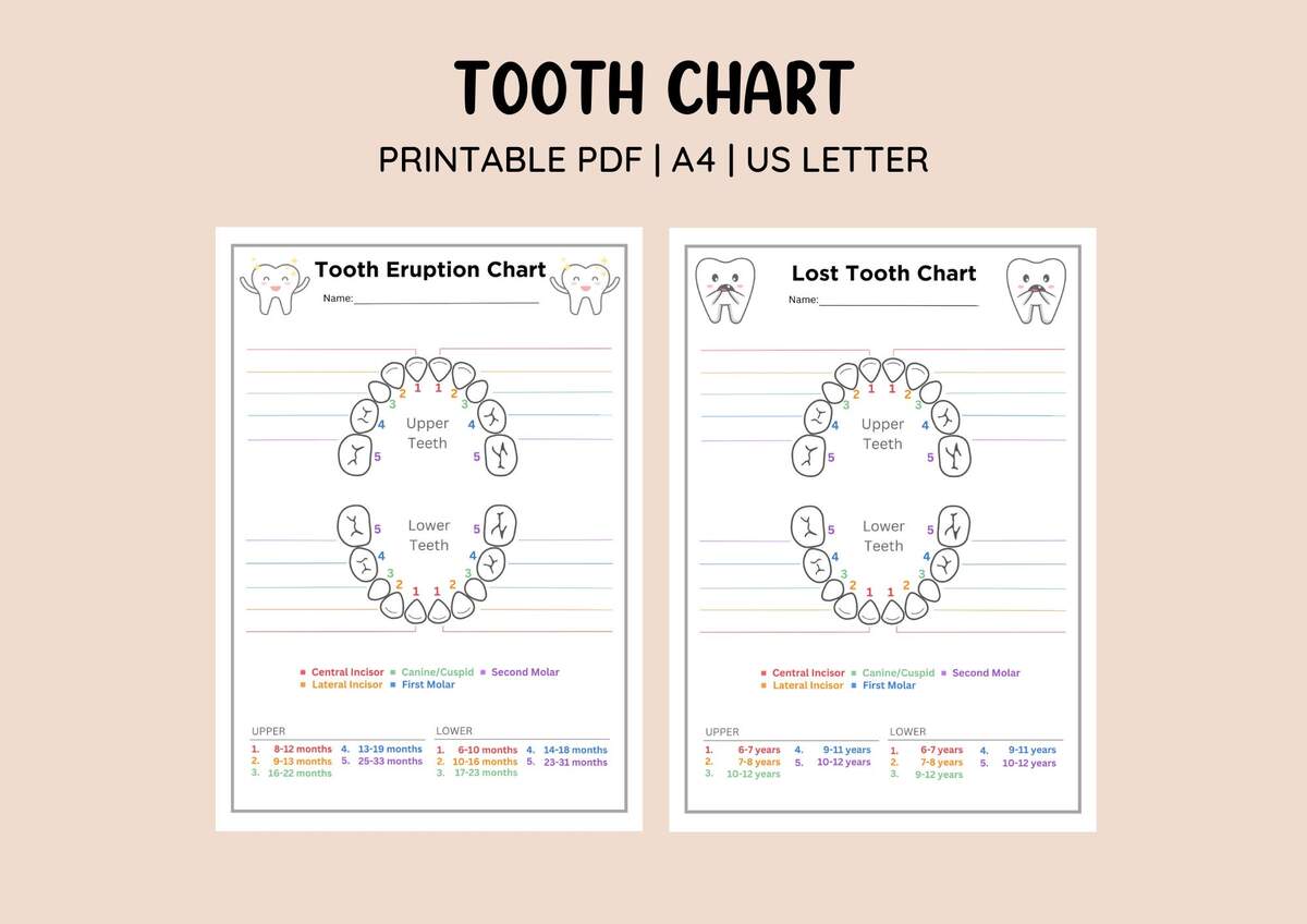 Tooth Eruption Chart 14 Month Old Teething 7 Hundred Baby Teeth Eruption Royalty Free Images