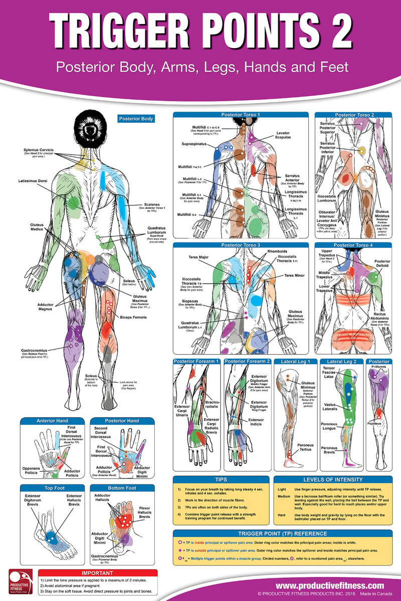 Trigger Point S 1 2 ANATOMICAL DIAGRAM GUIDE CHART ANATOMY 1 PRINT PREMIUM POSTER Acupuncture Chart