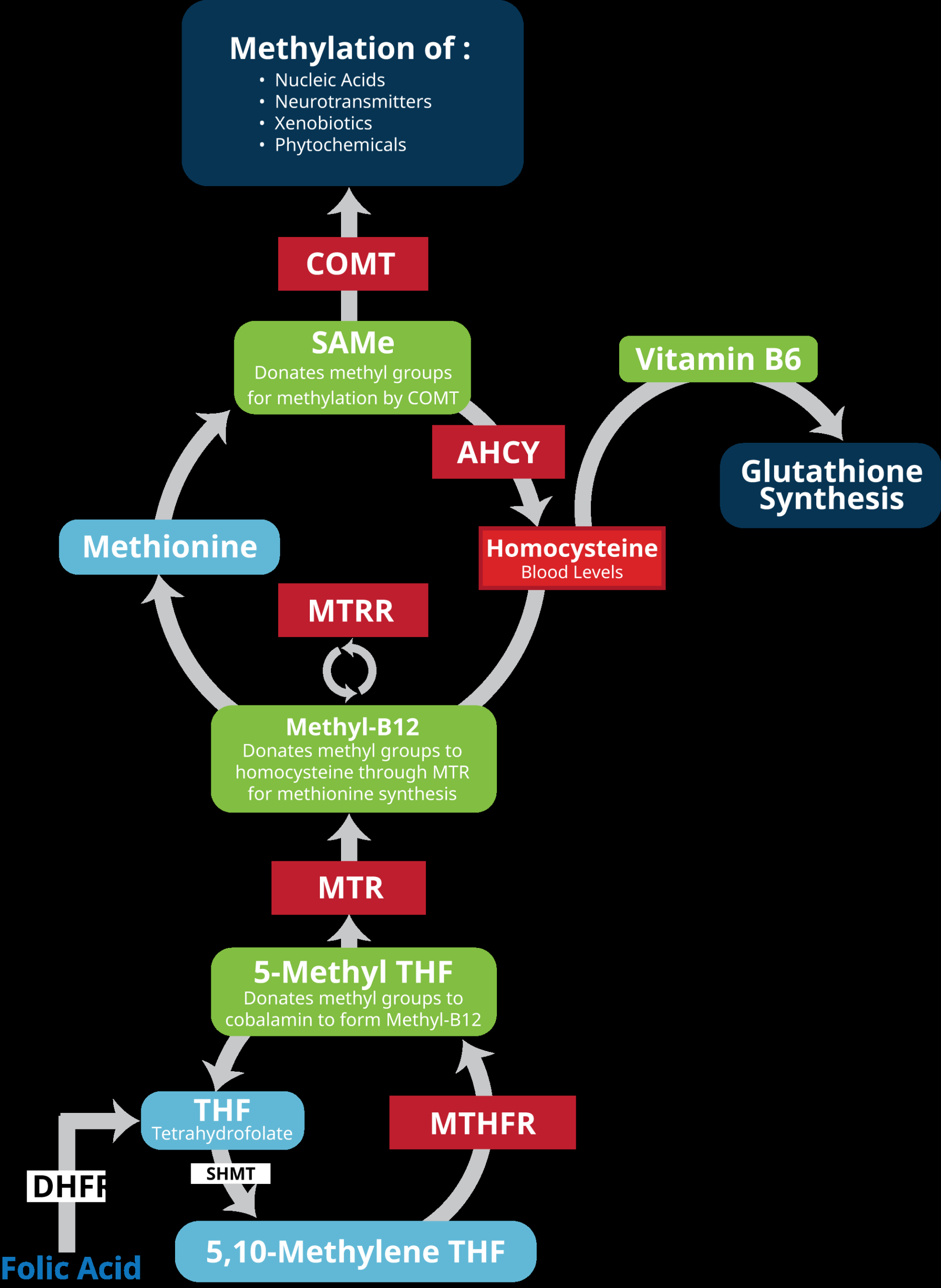 Converging Evolutionary Environmental And Clinical Ideas On Folate Metabolism