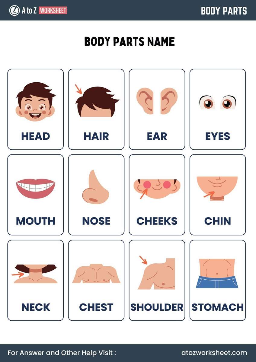 Customize 81 Body Parts Worksheets Templates Online Canva
