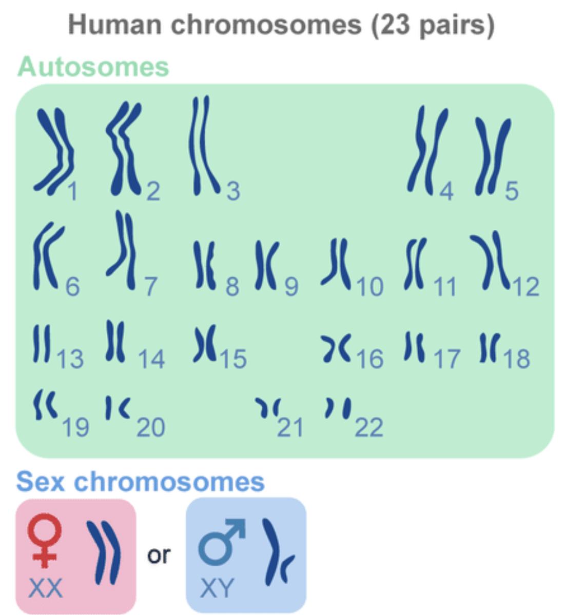 8 1 Human Chromosomes And Genes Guest Hollow