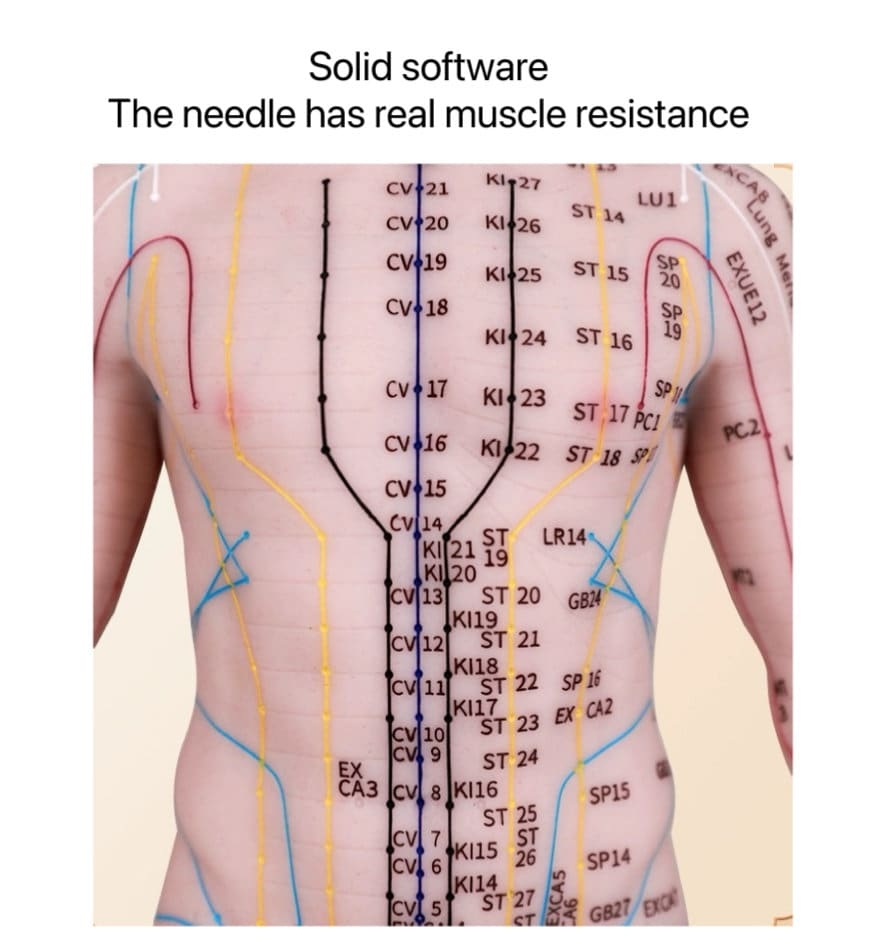 Acupuncture Points Human Model Silicone Meridian Needle Insertion Etsy