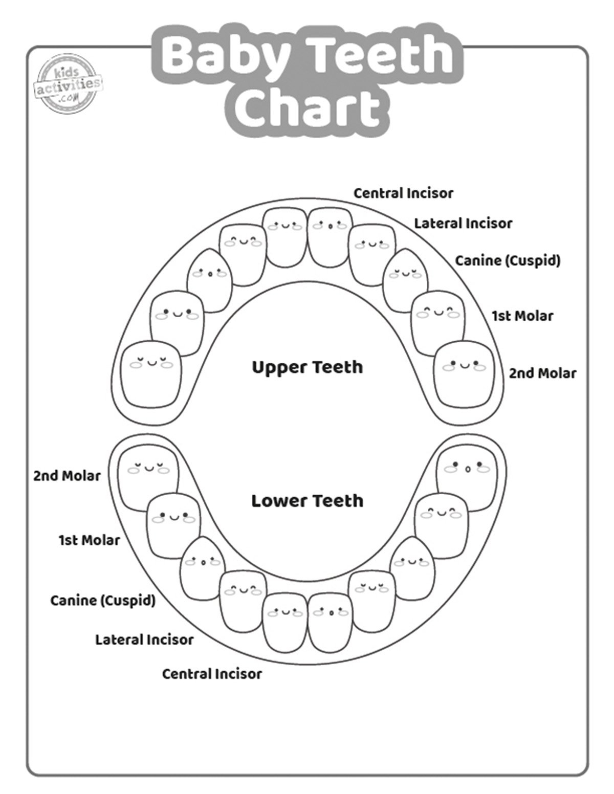 Baby Teeth Chart To Print Kids Activities Blog Tooth Chart Full Sheet 15 Free PDF Printables Printablee