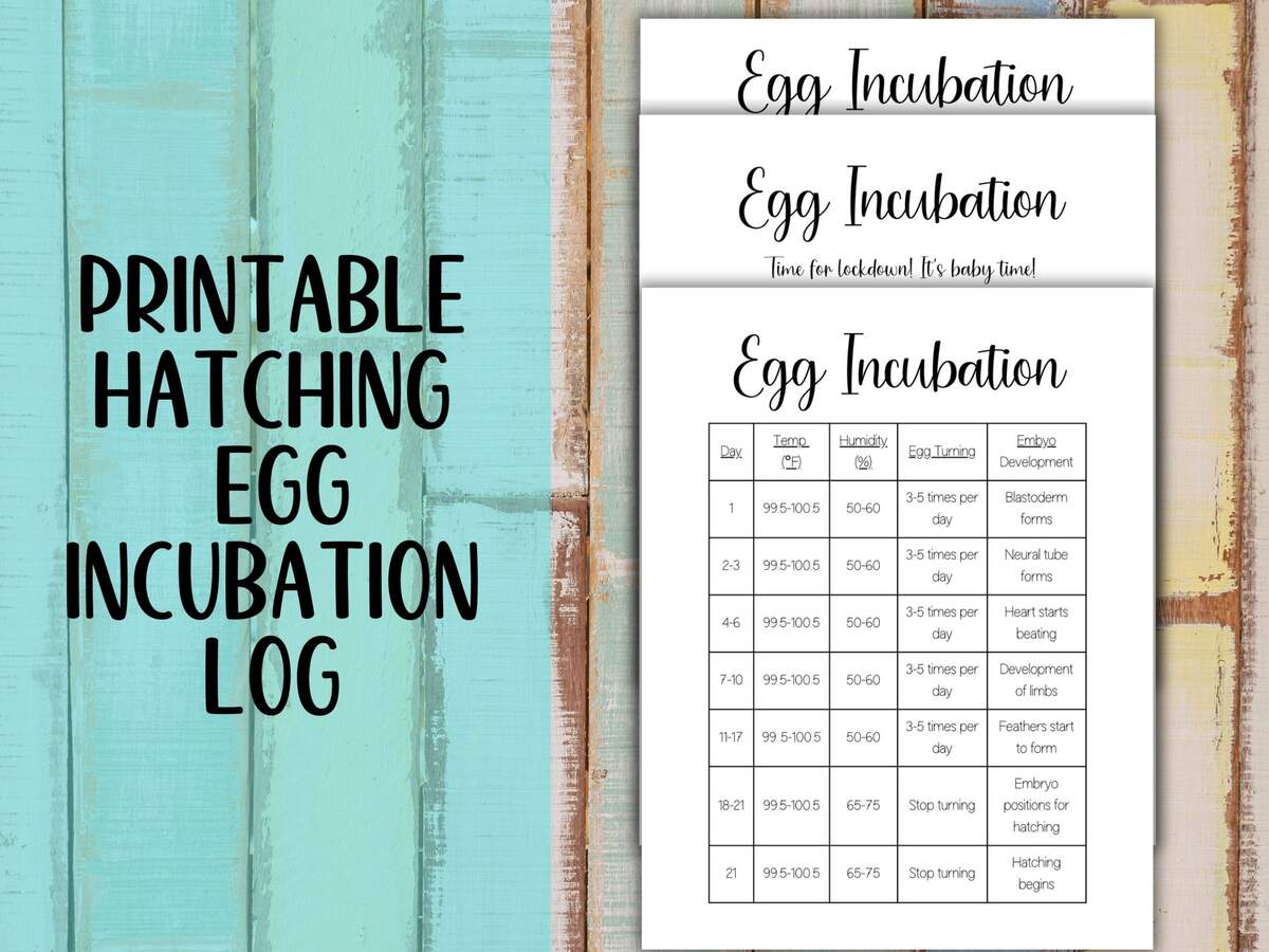 Chicken Egg Incubation Calendar Etsy