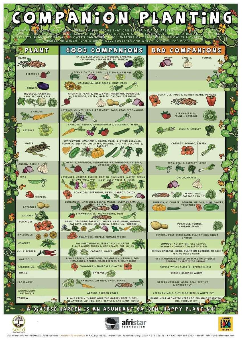 Companion Planting Chart Growin Crazy Acres