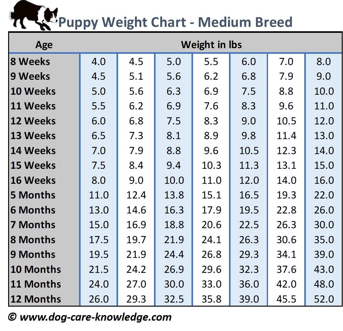 Comprehensive Puppy Weight Chart Growth Guide By Breed Comprehensive Puppy Weight Chart Growth Guide By Breed