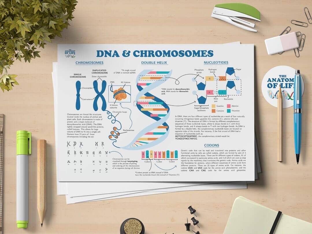 8 1 Human Chromosomes And Genes Guest Hollow