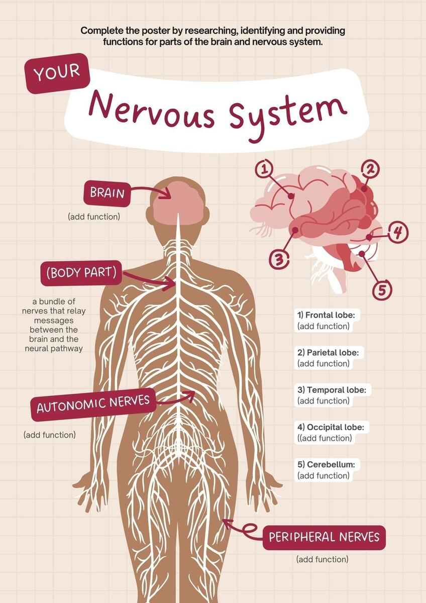 Free Editable Printable Anatomy Poster Templates Canva