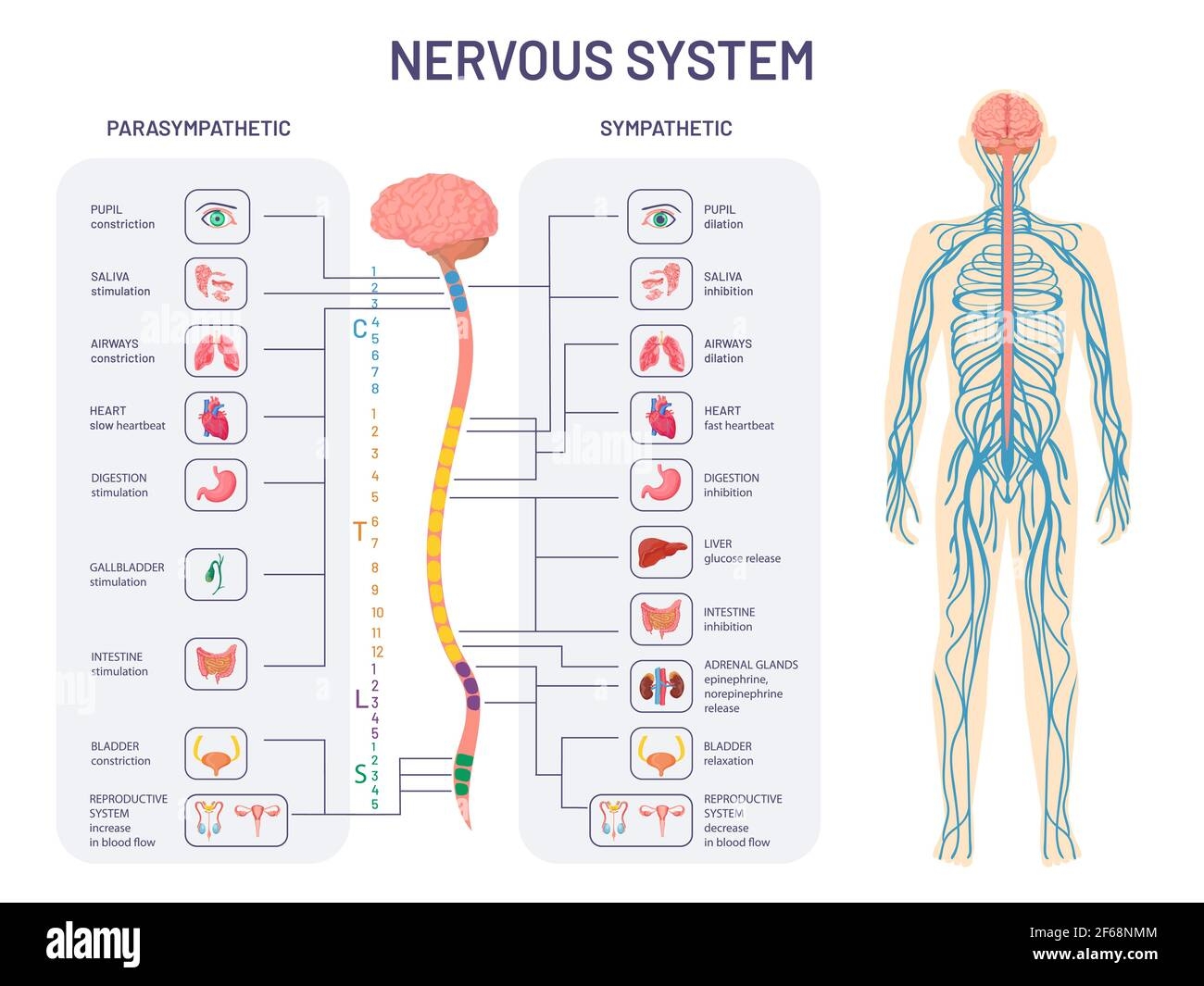 Human Nervous System Diagram Hi Res Stock Photography And Images Alamy