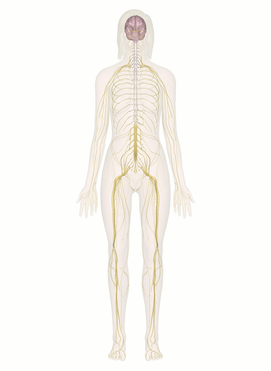 Free Editable Printable Anatomy Poster Templates Canva